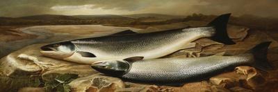 Salmon on a River Bank-John Russell-Giclee Print