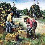 "Picking Grapefruit," Country Gentleman Cover, February 1, 1942-John S. Demartelly-Laminated Giclee Print