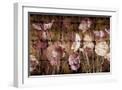 White Frame