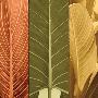 Laminate