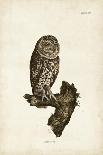 Little Owl-John Selby-Art Print