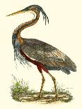 Purple Heron-John Selby-Art Print