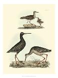 Selby Sandpipers II-John Selby-Art Print