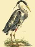 Small Great Blue Heron-John Selby-Art Print