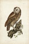 Tengmalm's Owl-John Selby-Art Print