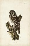 Tengmalm's Owl-John Selby-Art Print