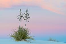 Soaptree yucca and twilight sky, showing Belt of Venus, USA-John Shaw-Photographic Print