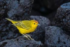 Yellow warbler on lava rocks, Galapagos-John Shaw-Laminated Photographic Print