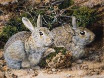 Two Rabbits-John Sherrin-Framed Giclee Print
