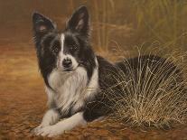 Border Collie-John Silver-Giclee Print