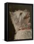 Framed Canvas