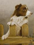 Border Collie Puppy on a Fence-John Silver-Giclee Print
