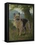 Framed Canvas