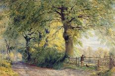 Under the Beeches-John Steeple-Stretched Canvas