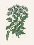 Cherry Laurel (Prunus Laurocerasus) Medical Botany-John Stephenson and James Morss Churchill-Laminated Photographic Print