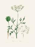 Christmas Rose (Helleborus Niger) Medical Botany-John Stephenson and James Morss Churchill-Photographic Print