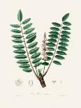 Wood Avens (Geum Urbanum) Medical Botany-John Stephenson and James Morss Churchill-Photographic Print