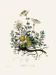 Coltsfoot (Tussilago Farfara) Medical Botany-John Stephenson and James Morss Churchill-Photographic Print