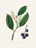 Cherry Laurel (Prunus Laurocerasus) Medical Botany-John Stephenson and James Morss Churchill-Photographic Print