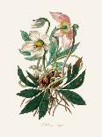 Aniseed (Pimpinella Anisum) Medical Botany-John Stephenson and James Morss Churchill-Photographic Print