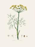 Coltsfoot (Tussilago Farfara) Medical Botany-John Stephenson and James Morss Churchill-Photographic Print