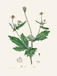 Dill (Anethum Graveolens) Medical Botany-John Stephenson and James Morss Churchill-Photographic Print