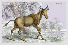 Harnessed Antelope-John Stewart-Art Print