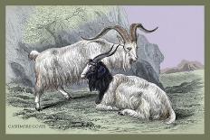 Cashmere Goats-John Stewart-Art Print