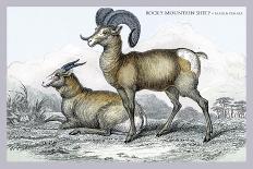 Rocky Mountain Sheep-John Stewart-Art Print