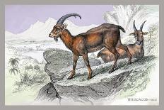 Harnessed Antelope-John Stewart-Art Print