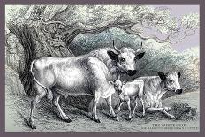 Cashmere Goats-John Stewart-Art Print