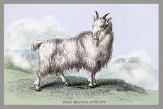 Cashmere Goats-John Stewart-Art Print