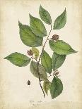 Oak Leaves and Acorns II-John Torrey-Mounted Art Print