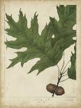 Beech Tree Foliage-John Torrey-Stretched Canvas