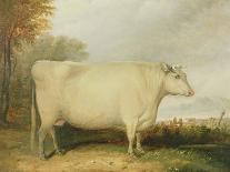 White, Short-Horned Cow in a Landscape-John Vine-Giclee Print