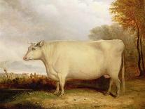 Portrait of a Prize Cow-John Vine-Giclee Print