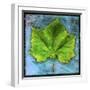 White Frame
