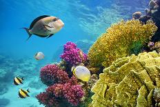 Underwater Scene with Coral Reef and Fish Photographed in Shallow Water, Red Sea, Marsa Alam, Egypt-John_Walker-Photographic Print