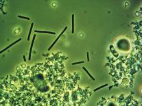 LM of Lactobacillus Bulgaricus Bacteria-John Walsh-Photographic Print