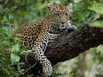 Female Leopard Rests in the Shade, Lying on the Branch of a Tree-John Warburton-lee-Photographic Print