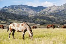 Horses Grazing at Bitterroot Ranch, Dubois, Wyoming, Usa-John Warburton-lee-Photographic Print