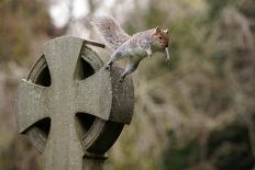 Grey squirrel jumping between gravestones, UK-John Waters-Mounted Photographic Print