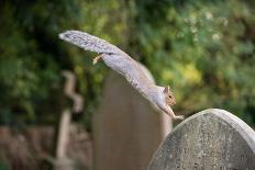 Grey squirrel jumping between gravestones, UK-John Waters-Photographic Print