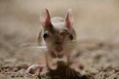 Lesser Egyptian Jerboa (Jaculu Jaculus) Temporarily Captive For Photography In Desert Set-John Waters-Framed Photographic Print