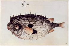Trigger-Fish, 1585-John White-Giclee Print
