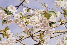 Apple Blossoms-John William Hill-Art Print