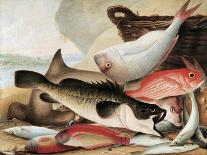 Fish Catch and Dawes Point, Sydney Harbour, C.1813-John William Lewin-Stretched Canvas