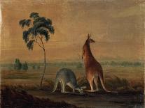 Koala and Young, 1803-John William Lewin-Framed Stretched Canvas