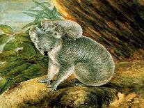 Koala and Young, 1803-John William Lewin-Framed Stretched Canvas