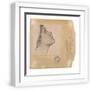 White Frame